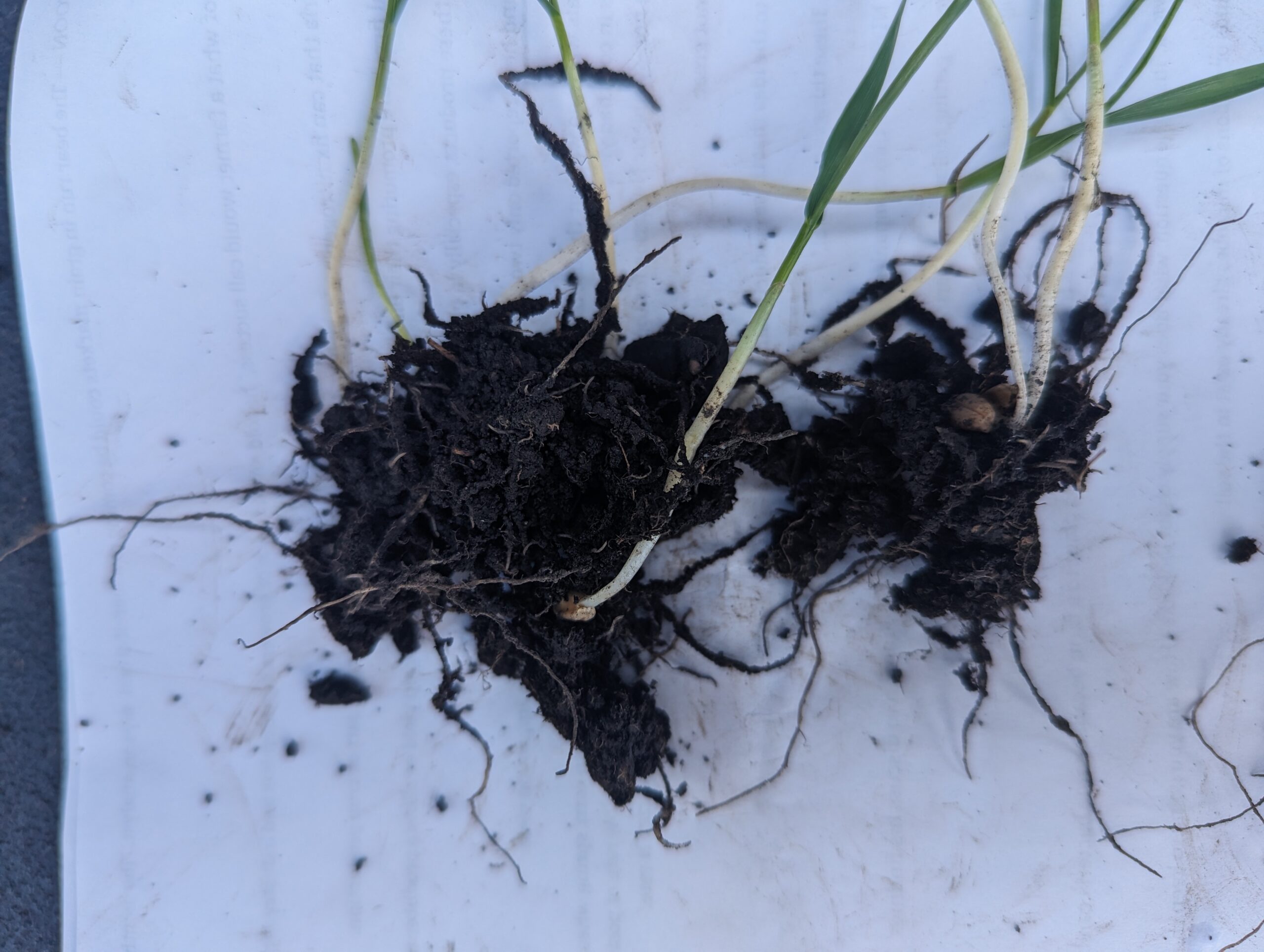 Close view of roots from on-farm EcoTea seed-dressing comparison