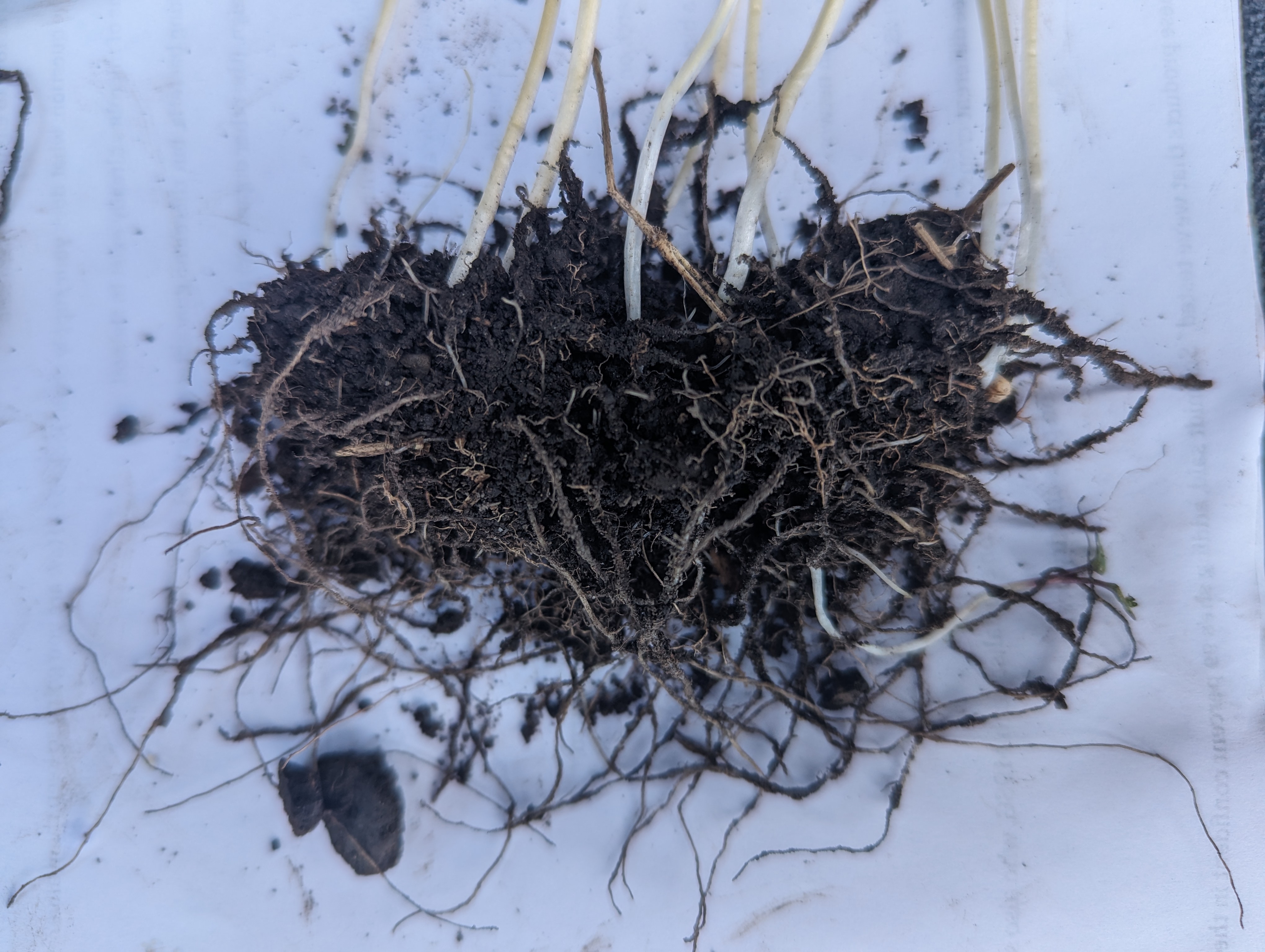 Close-up of root branching from EcoTea seed dressing field demonstration