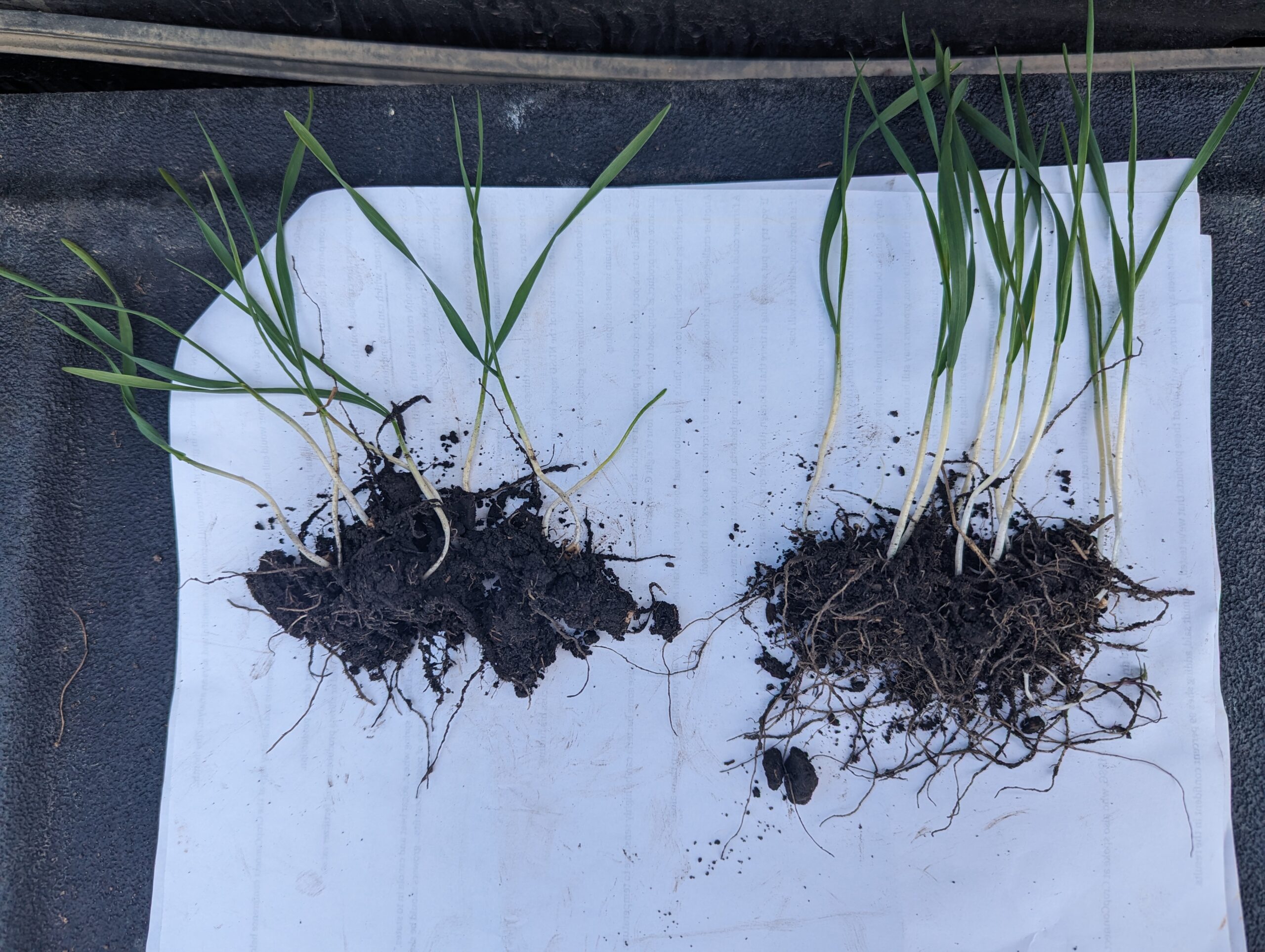 Peace Soil Works EcoTea treated versus bare seed barley root comparison