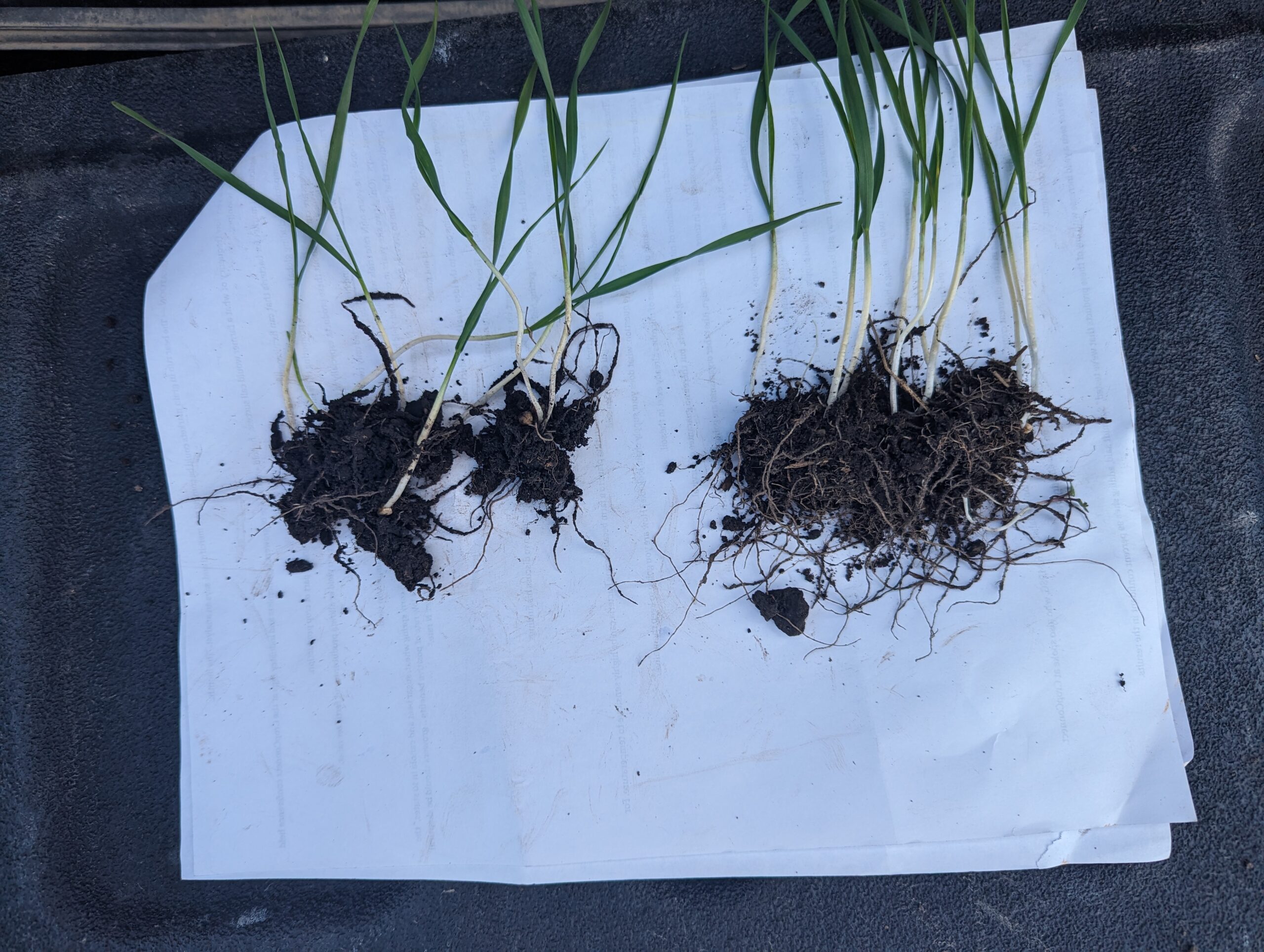Plant roots in biological seed treatment comparison
