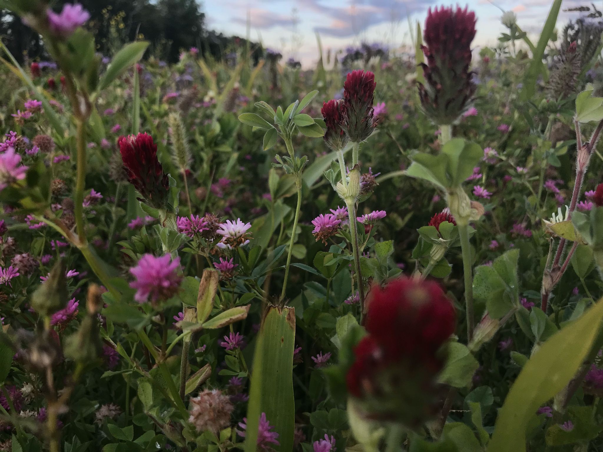 Cover crop photo from the Peace Soil Works library