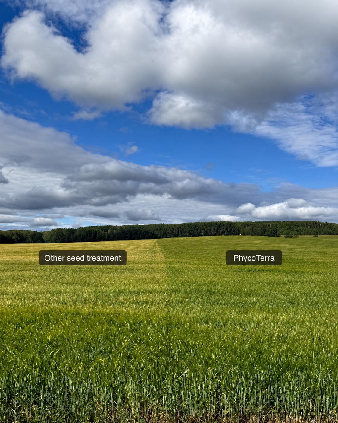PhycoTerra on the right compared with another seed treatment on the left in a grower field trial