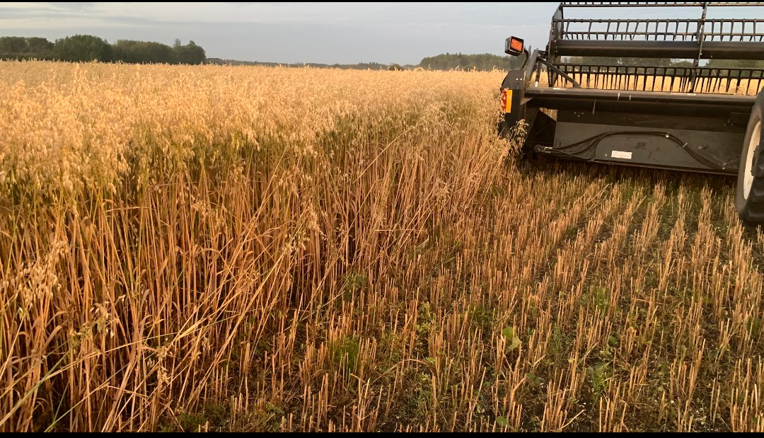 2025 organic oat harvest in Sexsmith area, EcoTea Liquid Seed Dressing grower testimonial
