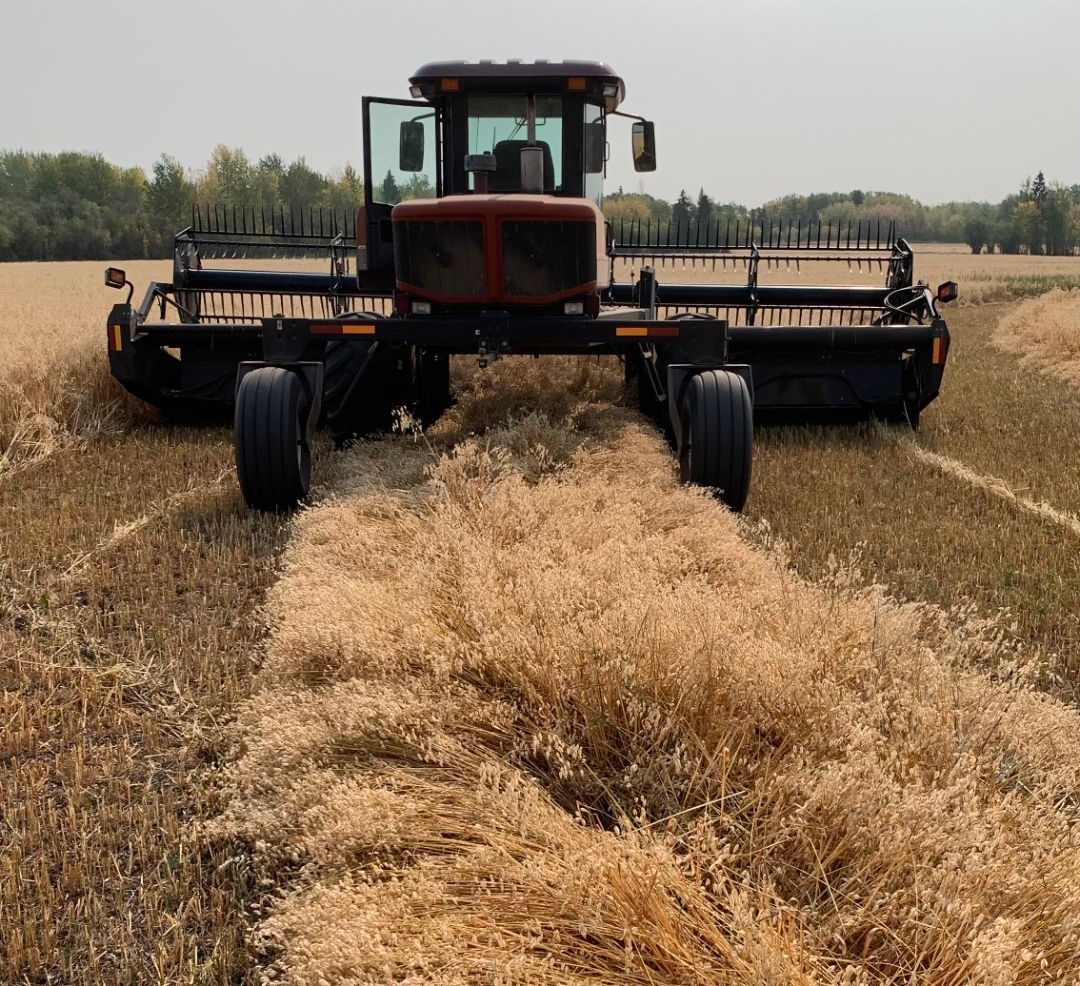 2025 organic oat harvest near Sexsmith Alberta, grower James, EcoTea Liquid Seed Dressing